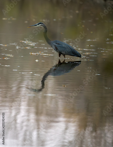 Great Blue Heron Framed by Vegetation in Woodland Pond