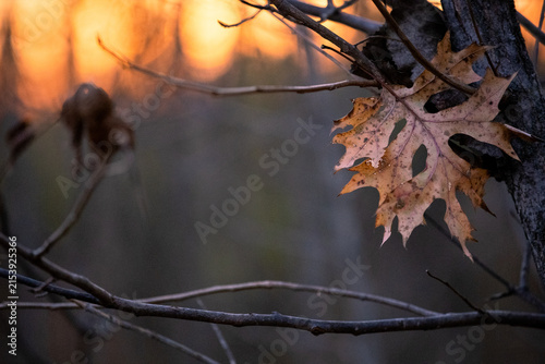 Autumn Oak Leaf Backlit by Warm Golden Sunset
