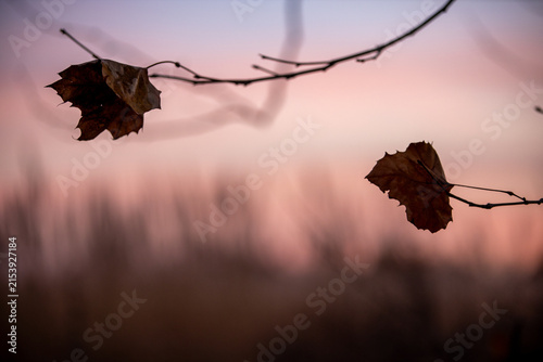 Two Autumn Leaves Remaining on Bare Branch at Sunset