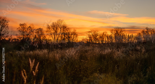 Golden Sunset Over Tall Prairie Grass and Bare Trees