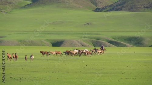 Mongolian herder trying catch wild horses on flat treeless meadow, herd runs fast.