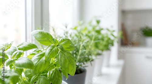 Small garden setup with vibrant green basil plants and fresh kitchen herbs growing in pots on a sunlit windowsill in a modern home cooking environment