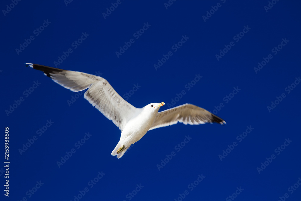 Naklejka premium Seagull In Clear Blue Sky With Outstretched Wings