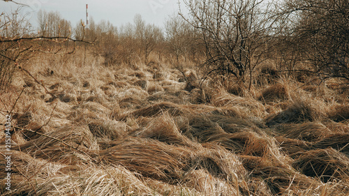 Dry grassland with bare trees