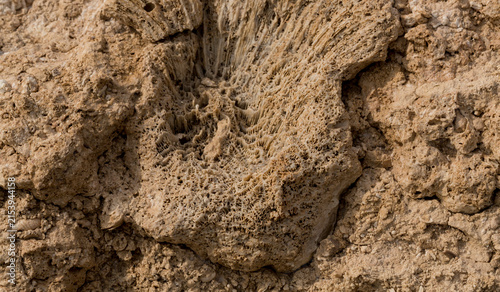 Fossil corals of the Red Sea. Ancient creatures, turned into stone. Reef corals.