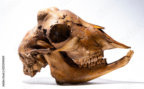 Brown skull of a hornless goat on a white background. Animal anatomy.