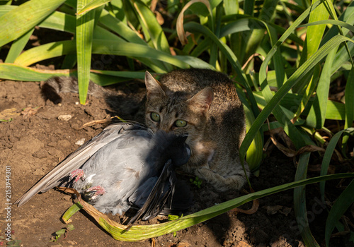 The cat has caught a pigeon and is hiding in
the grass. Predator and its prey. Wild nature.