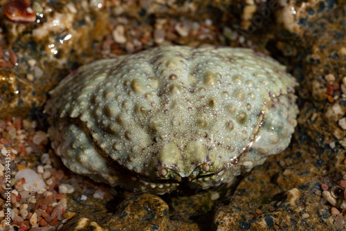 Calappa hepatica, the reef box crab. Red Sea.