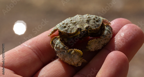 Calappa hepatica, the reef box crab. Red Sea.