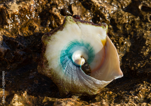 Tectus dentatus, common name toothed top shell, is a species sea snail, marine gastropod mollusk in the family Tegulidae.