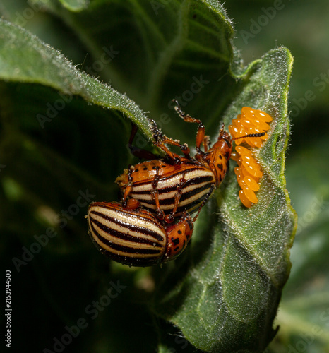 Colorado potato beetle (Leptinotarsa decemlineata; also known as the ten-striped spearman, the ten-lined potato beetle, and the potato bug). Male, female and eggs. The process of reproduction.