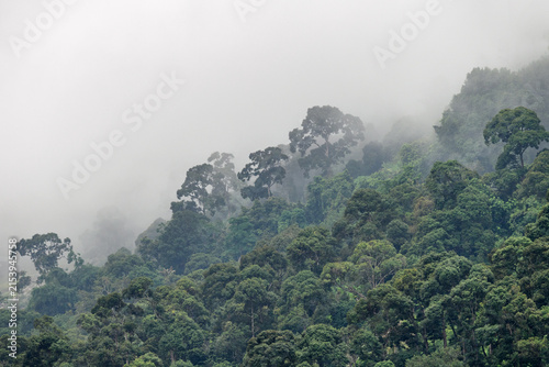Green mountain range with fog in rainy season
