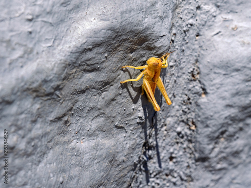 A yellow, almost translucent grasshopper clings to a gray wall