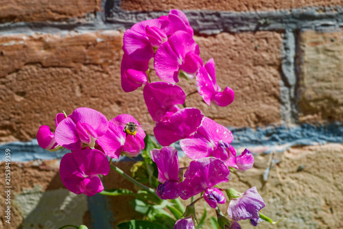 A flying bee approaches a purple crescent milkvetch flower growing by a brick wall