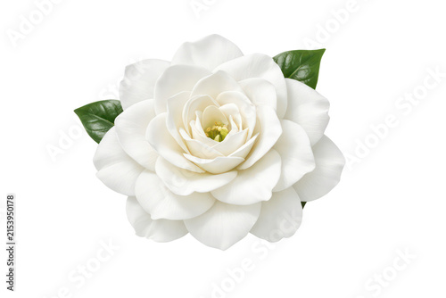 Elegant white gardenia flower close-up, isolated botanical bloom with green leaves, minimal nature cutout for design
