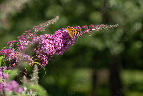 Bild auf Leinwand Painted lady butterfly on a pink Buddleja davidii flower.
