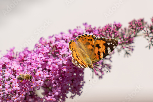 Foto Painted lady butterfly on a pink Buddleja davidii flower.
