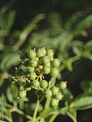 Cluster Of Unripe Small Green Berries On Plant Stem
