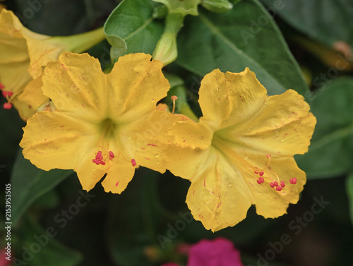 Close‑up of Bright Yellow Four O'clock Flowers in Bloom
