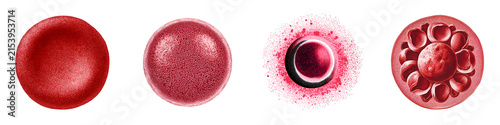 Red Blood Cell Development Stages on White Background