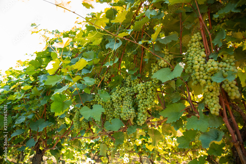 Obraz premium Bunches of green grapes hang from healthy vines in vibrant vineyard