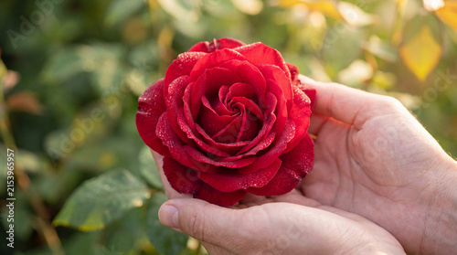 Canvastavla Gentle hands softly cup a vibrant red rose, adorned with shimmering dew drops, against a sunny garden backdrop