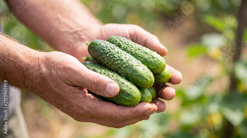 Canvastavla Farmer's hands holding a generous bounty of fresh organic cucumbers with dew, straight from the farm