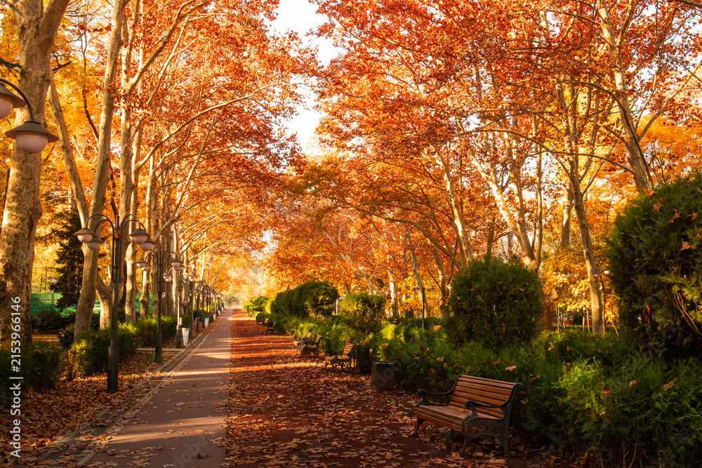 Obraz premium Colorful autumn leaves blanket pathway in tranquil park