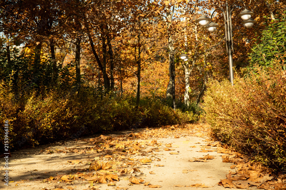 Obraz premium Leaves blanket charming path through park in autumn