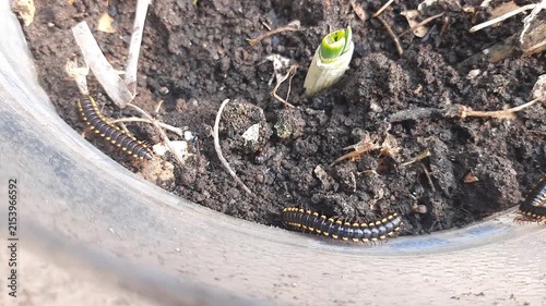 Detritivore Yellow-spotted millipede, also known as Harpaphe haydeniana