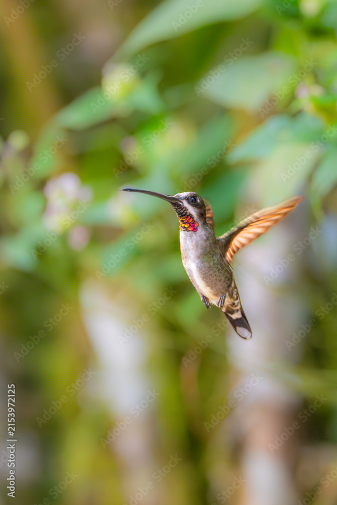 Obraz premium Small ruby-throated hummingbird hovering in mid-air against a blurred natural green garden background