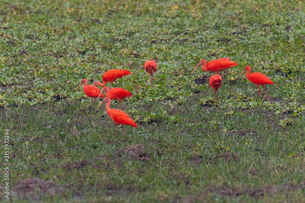 Fototapeta premium Group of scarlet ibises foraging on lush green grass in a natural wetland habitat with wildlife