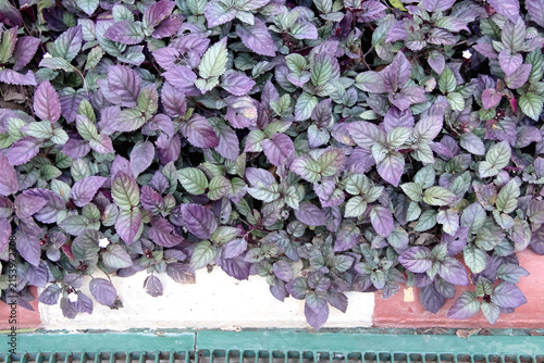 Strobilanthes alternata field natural palnt garden background