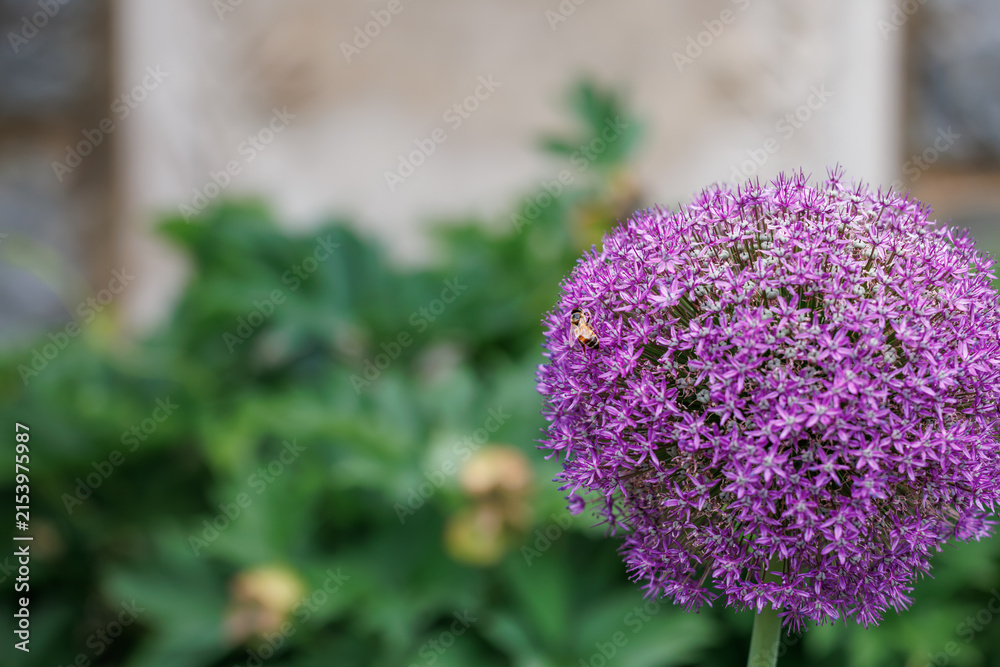 Obraz premium A honey bee collecting nectar on a blooming vibrant purple allium flower in a garden with copy space