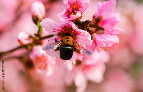 Fotografie A bumblebee caught diving into the peach blossom's stamen