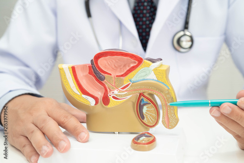 Male reproductive system, Asian doctor holding human anatomy model for study diagnosis and treatment in hospital.