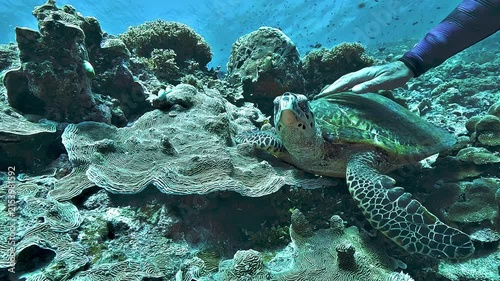 A diver gently strokes a wild hawksbill sea turtle, Eretmochelys imbricata, a controversial wildlife interaction although the turtle appears calm and tolerant.