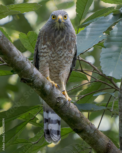 Cuadro en lienzo Roadside Hawk (Rupornis magnirostris) perched on a branch staring at the camera
