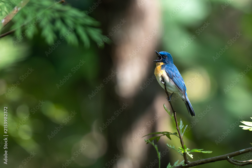 Obraz premium A vibrant male Tickell's blue flycatcher with bright blue upperparts and an orange rufous throat perched alertly on a slender twig against a soft, creamy green bokeh background.