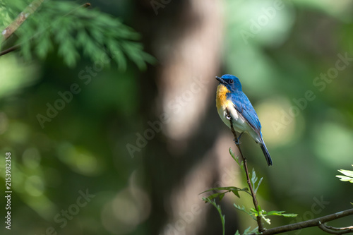 Photography A vibrant male Tickell's blue flycatcher with bright blue upperparts and an orange rufous throat perched alertly on a slender twig against a soft, creamy green bokeh background