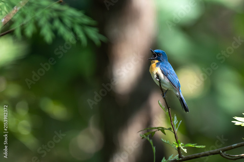 Bild auf Leinwand A vibrant male Tickell's blue flycatcher with bright blue upperparts and an orange rufous throat perched alertly on a slender twig against a soft, creamy green bokeh background