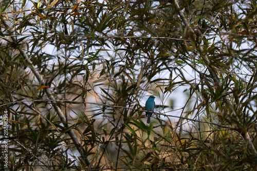 Photography A small, bright turquoise blue Verditer Flycatcher perched on a slender tree branch against lot of tree leaves, blue sky and green foliage background