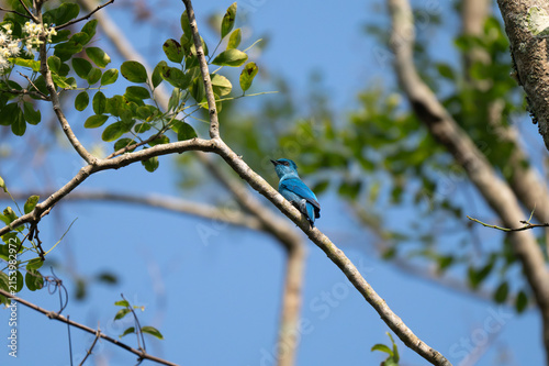 Photography A small, bright turquoise blue Verditer Flycatcher perched on a slender tree branch against a soft blue sky and green foliage background