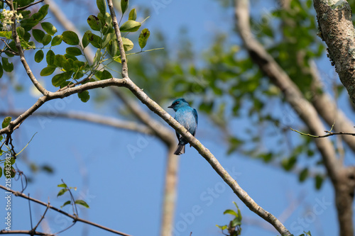 Photography A small, bright turquoise blue Verditer Flycatcher perched on a slender tree branch against a soft blue sky and green foliage background