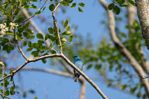 Photography A small, bright turquoise blue Verditer Flycatcher perched on a slender tree branch against a soft blue sky and green foliage background