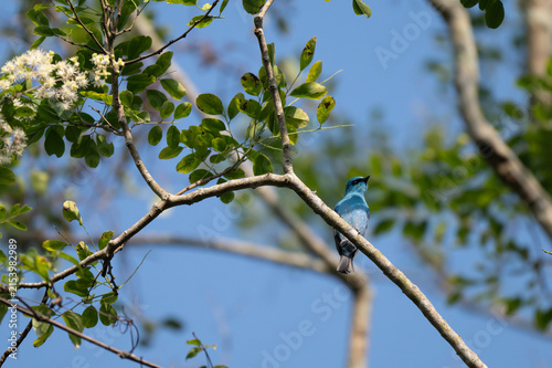 Photography A small, bright turquoise blue Verditer Flycatcher perched on a slender tree branch against a soft blue sky and green foliage background