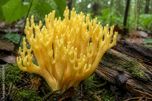 Yellow Ramaria coral mushroom cluster on mossy forest floor, dew on branching tips, small mossy log, woodland fungi subject.