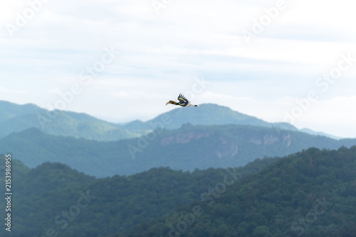 Photography Majestic hornbill bird flying over layers of green mountains and tropical forest, real photography, not AI generated