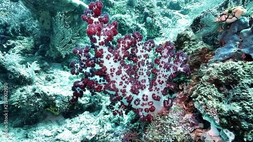 A Dendronephthya soft coral, also called carnation coral, grows on a Raja Ampat reef with a fleshy translucent body supported by tiny calcareous spicules.