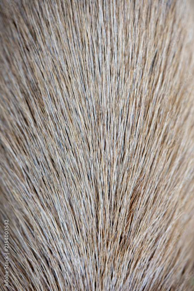 Fototapeta premium The capybara's quills are in close focus.